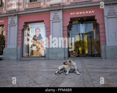 Un cane randagio nell'ombra davanti la Burberry store retail in Piazza della Libertà, Tbilisi, Georgia. Foto Stock