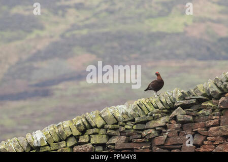 Maschio di gallo forcello rosso (Lagopus lagopus scoticus) su un muro di pietra nel Peak District, Derbyshire Foto Stock