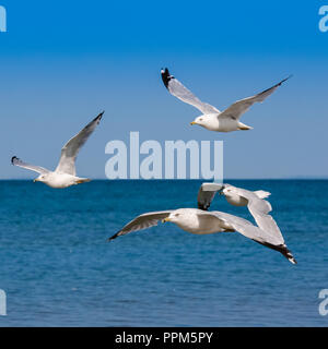 Branchi di Seaguls si vede scivolare lungo le rive della spiaggia di Allenwood, Georgian Bay in Canada Foto Stock