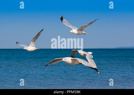 Branchi di Seaguls si vede scivolare lungo le rive della spiaggia di Allenwood, Georgian Bay in Canada Foto Stock