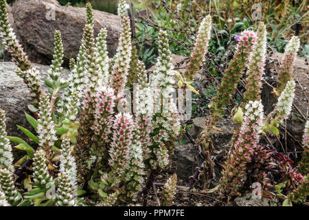 Orostachys maximowiczii Foto Stock