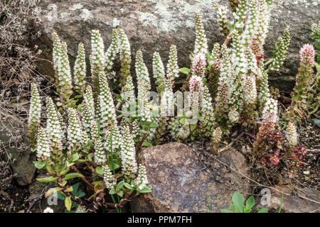 Orostachys maximowiczii Succulents, pianta, Giardino, Fiori, giardino di rockery, Alpinum, Fiore Foto Stock