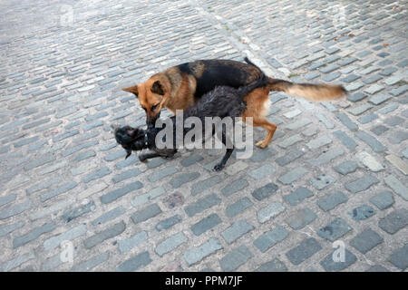 Pastore Tedesco e Lurcher sono fattoria Cani giocando insieme in Wortley, South Yorkshire, Inghilterra Foto Stock