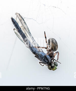 Un solco orb-weaver spider, Larinioides cornutus, comincia ad alimentare sulla sua preda catturata, un blu dasher dragonfly, Pachydiplax longipennis. Foto Stock