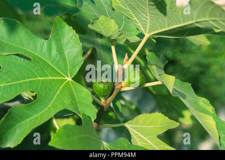 Green fichi sul fico in giardino Foto Stock