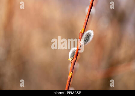 Salix caprea noto anche come salicone Foto Stock