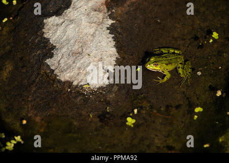 Lithobates clamitans, rana verde su una roccia che è parzialmente sommerso in acqua Foto Stock