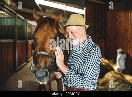 Un uomo anziano con un cappello in piedi vicino a un cavallo in una stalla, trattenendola. Foto Stock