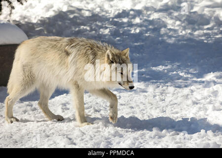 Canis lupus occidentalis - Canada/Rocky Mountain lupo grigio Foto Stock