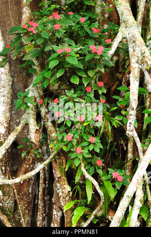 Bougenville fiori sono piante di fiori che crescere e diffondersi nei tropichi Foto Stock