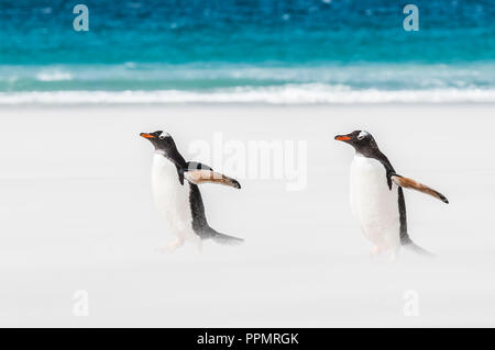 Una coppia di pinguini Gentoo fretta home in una tempesta di sabbia. Foto Stock