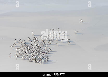 Un waddle di pinguini saltaroccia fretta home. Foto Stock