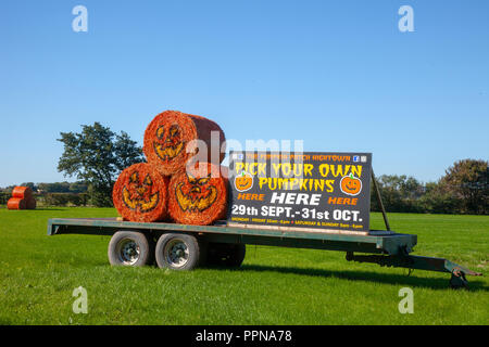 Liverpool, Merseyside. Il 27 settembre 2018. Regno Unito: meteo Blue Skies over Hightown e Zucca Patch farm come questo anno di raccolto è preparato per la raccolta e la vendita. I raccolti sono piantati a mano. Mano bagnata e tagliate a mano e sono sopravvissuti a dispetto di un estate difficile per i coltivatori. Credito; MediaWorldImages/AlamyLiveNews. Foto Stock