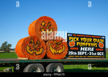 Liverpool, Merseyside. Il 27 settembre 2018. Regno Unito: meteo Blue Skies over Hightown e Zucca Patch farm come questo anno di raccolto è preparato per la raccolta e la vendita. I raccolti sono piantati a mano. Mano bagnata e tagliate a mano e sono sopravvissuti a dispetto di un estate difficile per i coltivatori. Credito; MediaWorldImages/AlamyLiveNews. Foto Stock