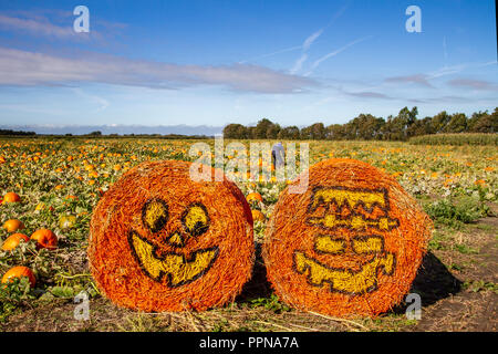 Liverpool, Merseyside. Il 27 settembre 2018. Regno Unito: meteo Blue Skies over Hightown e Zucca Patch farm come questo anno di raccolto è preparato per la raccolta e la vendita. I raccolti sono piantati a mano a mano e abbeverati e tagliate a mano e sono sopravvissuti a dispetto di un difficile estate secca per i coltivatori. Credito; MediaWorldImages/AlamyLiveNews. Foto Stock