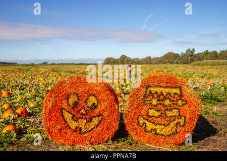 Liverpool, Merseyside. Il 27 settembre 2018. Regno Unito: meteo Blue Skies over Hightown e Zucca Patch farm come questo anno di raccolto è preparato per la raccolta e la vendita. I raccolti sono piantati a mano a mano e abbeverati e tagliate a mano e sono sopravvissuti a dispetto di un difficile estate secca per i coltivatori. Credito; MediaWorldImages/AlamyLiveNews. Foto Stock