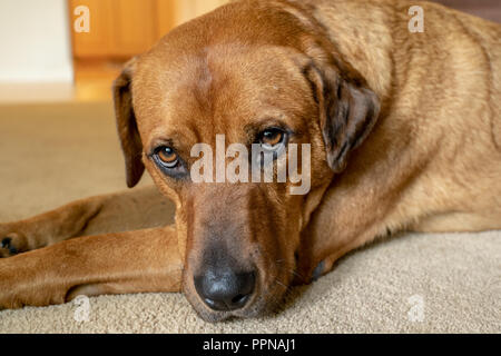 Ritratto di una volpe rossa (o) Foxred Labrador 'Mitchell' sdraiato sul pavimento. Foto Stock