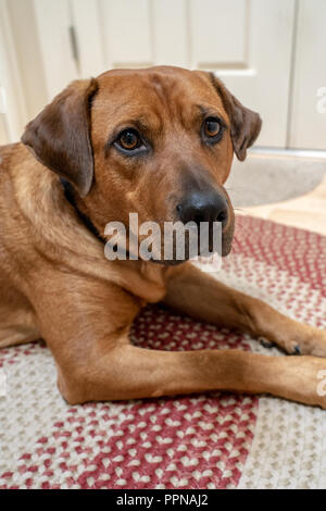 Ritratto di una volpe rossa (o) Foxred Labrador 'Mitchell' sdraiato sul pavimento. Foto Stock