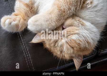Ritratto di un sonno di razza Exotic Shorthair gatto domestico, 'Spoltiglia'. Foto Stock