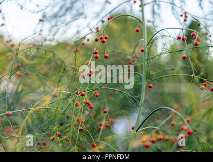 Una coppia di Asparagus officinalis pianta con bacche rosse durante la tarda estate in Inghilterra meridionale, Regno Unito Foto Stock