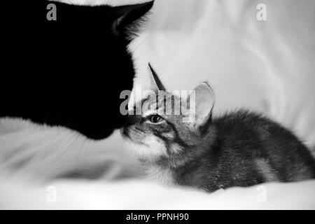 Due gatti, un adulto nero e un piccolo striped kitten, animali sniff reciprocamente il naso, foto in bianco e nero, bianco-grigio Foto Stock