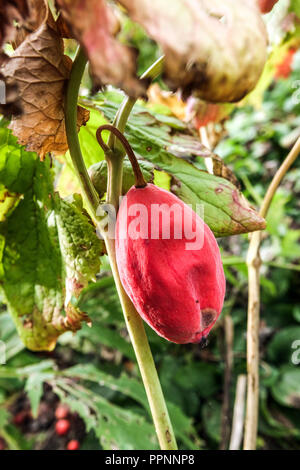 Podophyllum hexandrum Himalayan maggio apple, frutta rossa Foto Stock