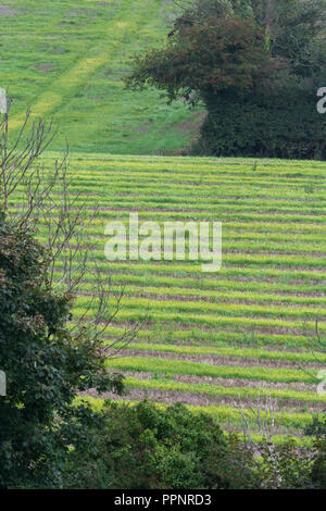 Post-campo ritagliata (UK) - diverse settimane dopo il raccolto di orzo raccolte e le erbe infestanti graminacee e ri-crescere. Foto Stock