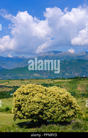 Fioritura dolce castagno (Castanea sativa), Kastriot, in Peshkopia, Qark Dibra, Albania Foto Stock