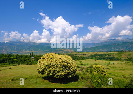 Fioritura dolce castagno (Castanea sativa), campagna vicino Kastriot, in Peshkopia, Qark Dibra, Albania Foto Stock