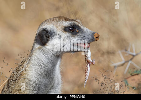 Meerkat (Suricata suricatta), adulto maschio, alimentazione su un geco, avviso Kgalagadi Parco transfrontaliero, Northern Cape, Sud Africa Foto Stock