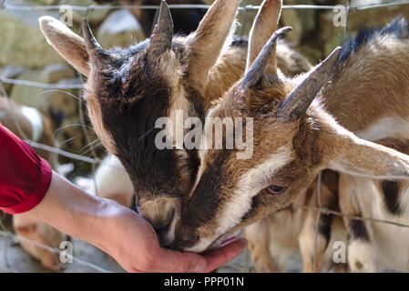Due capre tenendo foraggi provenienti da un teso la mano umana Foto Stock