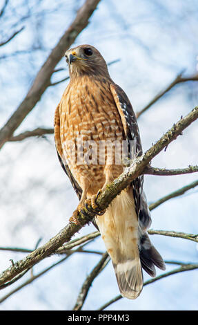 Un rosso-spallamento hawk appollaiato su un ramo di albero. Foto Stock