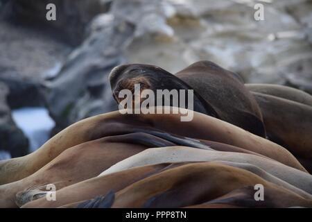 Leone di mare che dorme su altri Foto Stock