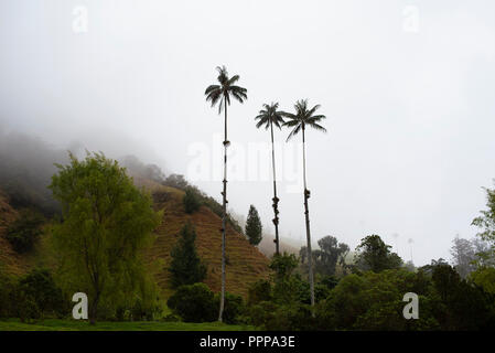 I foggy paesaggio della valle Cocora (Valle de Cocora) con Quindío palme da cera. Nei pressi di Salento, Colombia. Sep 2018 Foto Stock