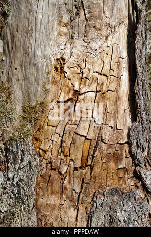 Il vecchio tronco di albero scortecciato con crepe e macchie di sera sun Foto Stock