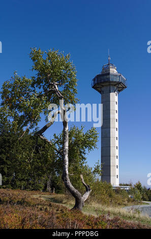 Willingen, Germania - Settembre 18th, 2018 - Crooked betulla accanto alla torre Hochheide sulla vetta del Monte Ettelsberg nella regione di Sauerland Foto Stock