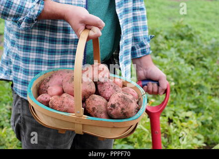 Solanum tuberosum. Appena scavato 'Desiree' le patate in un tappeto raccolte dal giardiniere maschio in un giardino inglese, REGNO UNITO Foto Stock