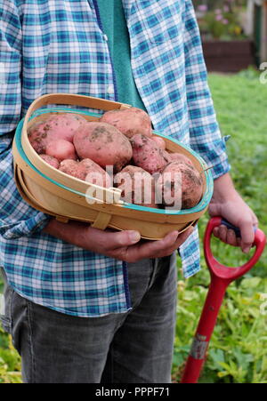 Solanum tuberosum. Appena scavato 'Desiree' le patate in un tappeto raccolte dal giardiniere maschio in un giardino inglese, REGNO UNITO Foto Stock