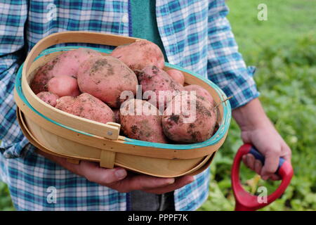 Solanum tuberosum. Appena scavato 'Desiree' le patate in un tappeto raccolte dal giardiniere maschio in un giardino inglese, REGNO UNITO Foto Stock