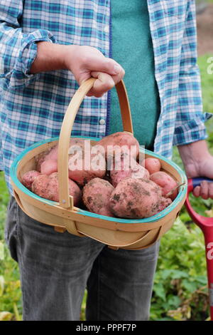 Solanum tuberosum. Appena scavato 'Desiree' le patate in un tappeto raccolte dal giardiniere maschio in un giardino inglese, REGNO UNITO Foto Stock