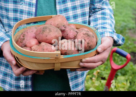 Solanum tuberosum. Appena scavato 'Desiree' le patate in un tappeto raccolte dal giardiniere maschio in un giardino inglese, REGNO UNITO Foto Stock