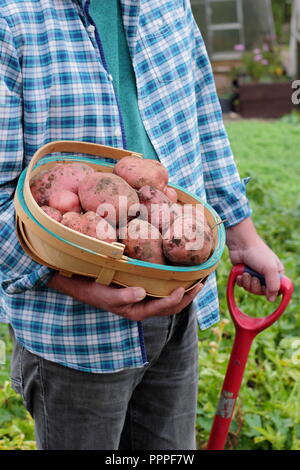 Solanum tuberosum. Appena scavato 'Desiree' le patate in un tappeto raccolte dal giardiniere maschio in un giardino inglese, REGNO UNITO Foto Stock