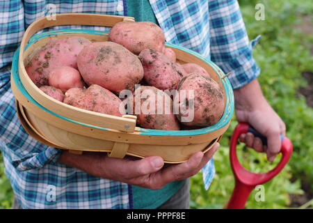 Solanum tuberosum. Appena scavato 'Desiree' le patate in un tappeto raccolte dal giardiniere maschio in un giardino inglese, REGNO UNITO Foto Stock