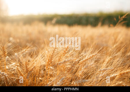 Campo di grano. Spighe di grano dorato vicino. Paesaggio rurale sotto il fulgido tramonto. close-up di messa a fuoco selettiva Foto Stock