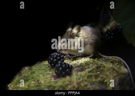 Mouse di legno, Apodemus sylvaticus,l'alimentazione su more in corrispondenza del bordo di un prato Oxfordshire. Foto Stock