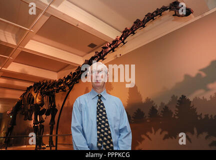 Dr. Mike Simms, senior curator di scienze naturali, con Dippy, il Museo di Storia Naturale di scheletro Diplodocus cast, durante una anteprima media nell'Ulster Museum, Belfast, davanti esso apertura al pubblico il venerdì come parte del tour del Regno Unito. Foto Stock