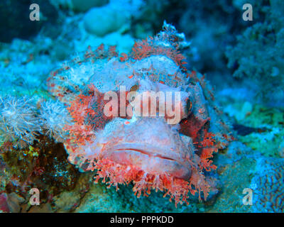 Drachenkopf (Scorpaena scrofa), Rotes Meer, Aegypten ha Foto Stock