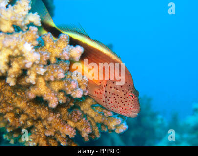 Gestreifter Korallenwaechter (Paracirrhites forsteri), St. Johns Riff, Rotes Meer, Aegypten ha Foto Stock