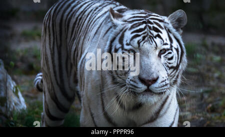 La tigre bianca del Bengala (Panthera tigris bengalensis), o imbianchiti tiger, allo zoo Foto Stock