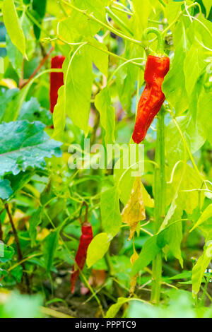 Peperoncini crescono nel giardino naturale agricoltura alimentare Foto Stock